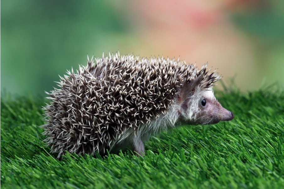 hedgehog